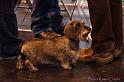 Crufts2011_2 415